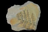 Pennsylvanian Fossil Fern (Sphenopteris) Plate - Kentucky #142409-1